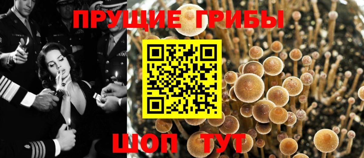 Дмитров  Псилоцибиновые грибы MAGIC MUSHROOMS  Вход с VPN 